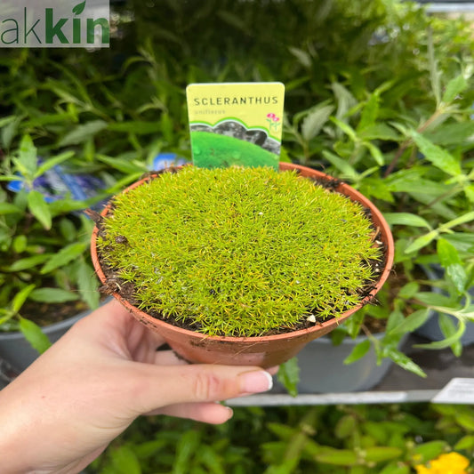 Scleranthus uniflorus 10cm growers pot One Click Plants