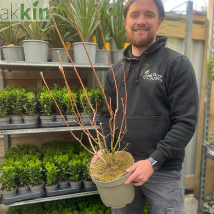 Azalea knaphill 'Golden Eagle' 5L (80-90cm inc. pot) One Click Plants