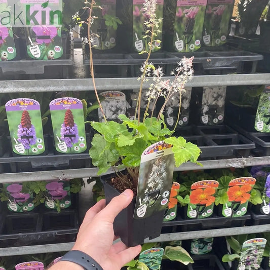 Tiarella wherryi 9cm One Click Plants