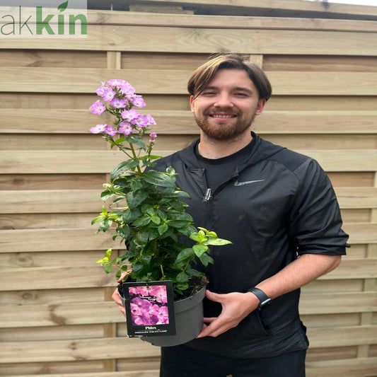 Phlox paniculata 'Pink Eye Flame' 2L One Click Plants