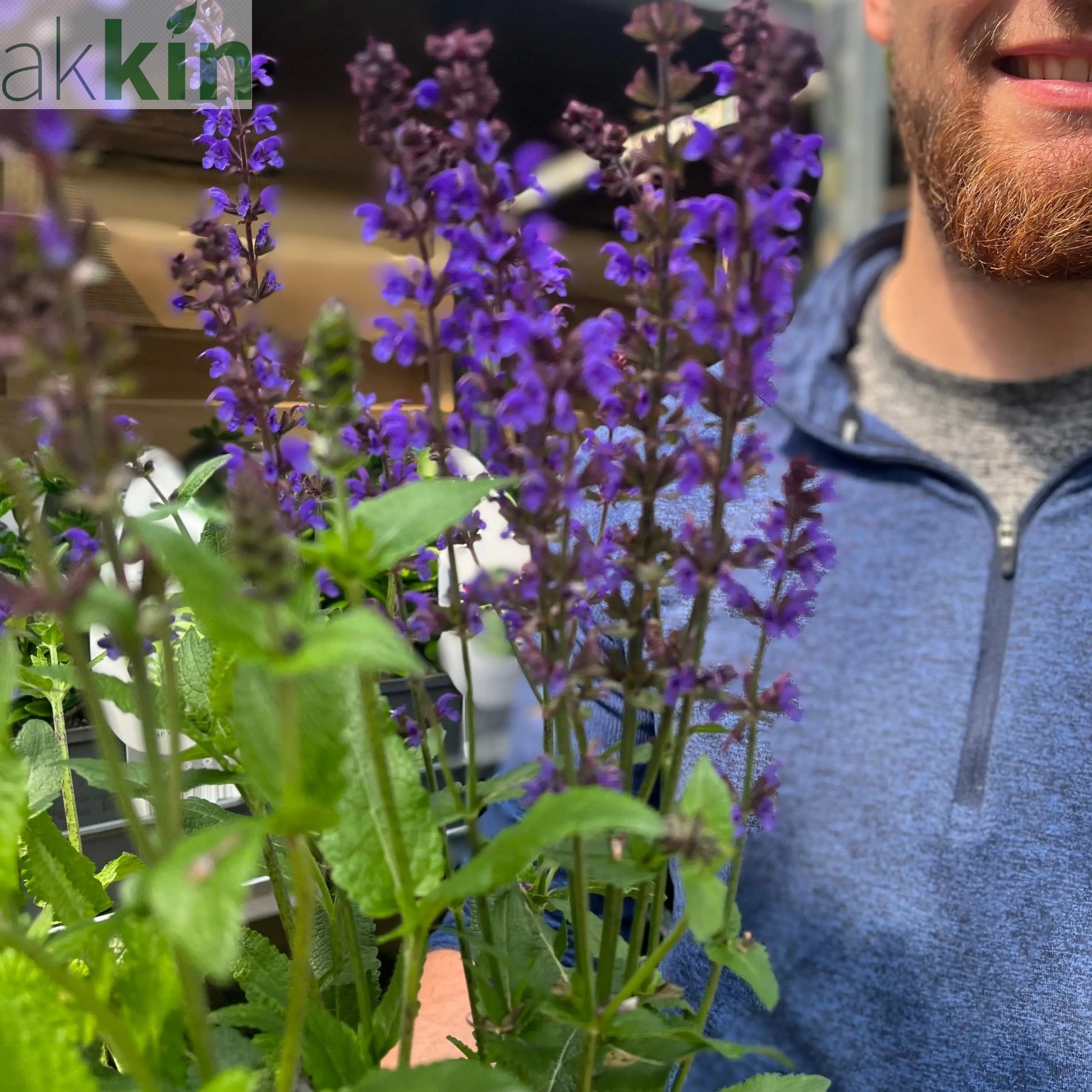 Salvia nemorosa Salute Deep Blue 2L One Click Plants