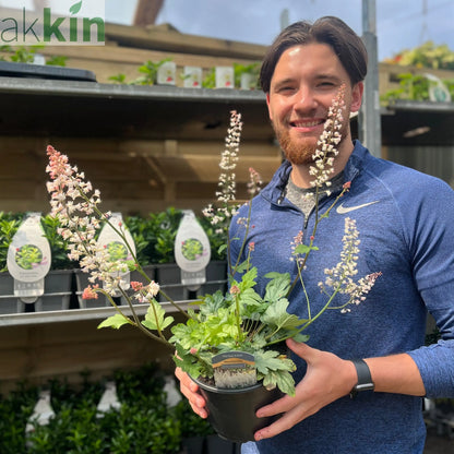 Heuchera 'White Revolution' 2L One Click Plants