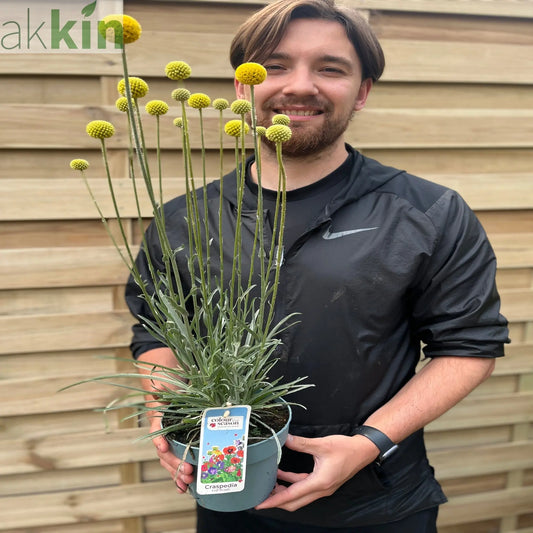 Craspedia globosa 'Golf Beauty' 2L One Click Plants