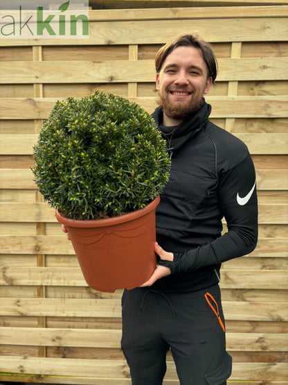 Yew Ball - Taxus Baccata Ball 6L / 7L / 10L / 22L One Click Plants
