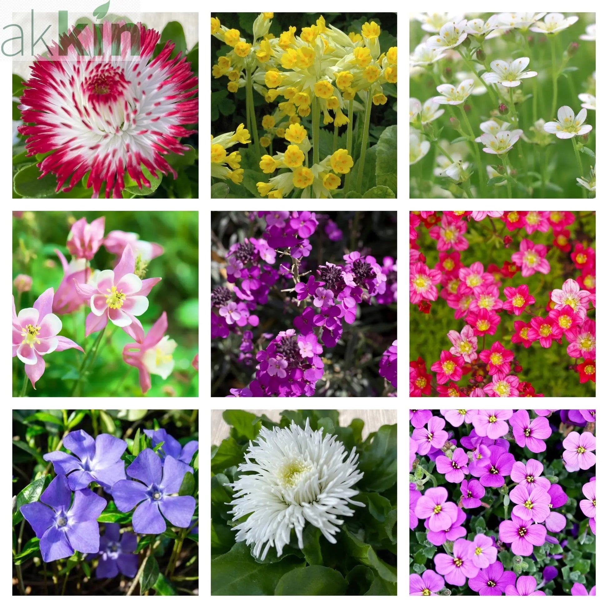 Early Flowering Spring Bundle One Click Plants