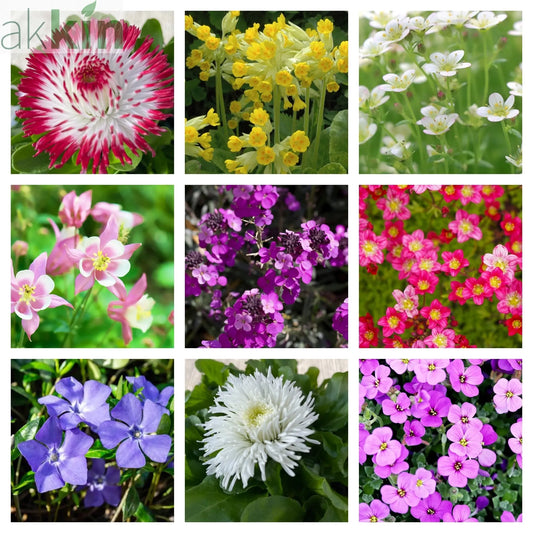 Early Flowering Spring Bundle One Click Plants