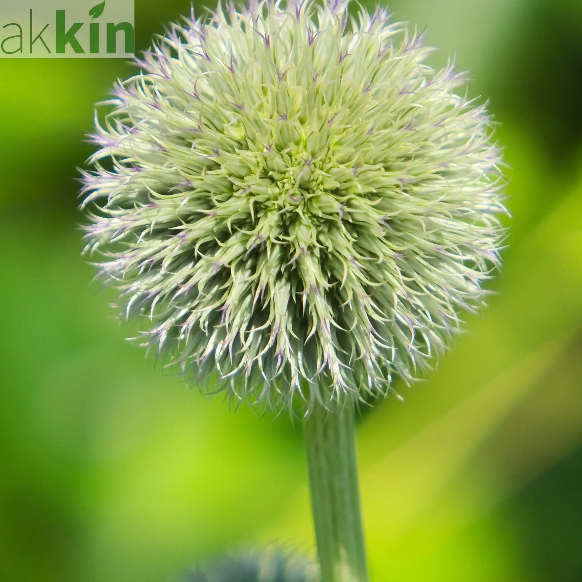 Echinops sphaerocephalus 'Artic Glow' 1L One Click Plants