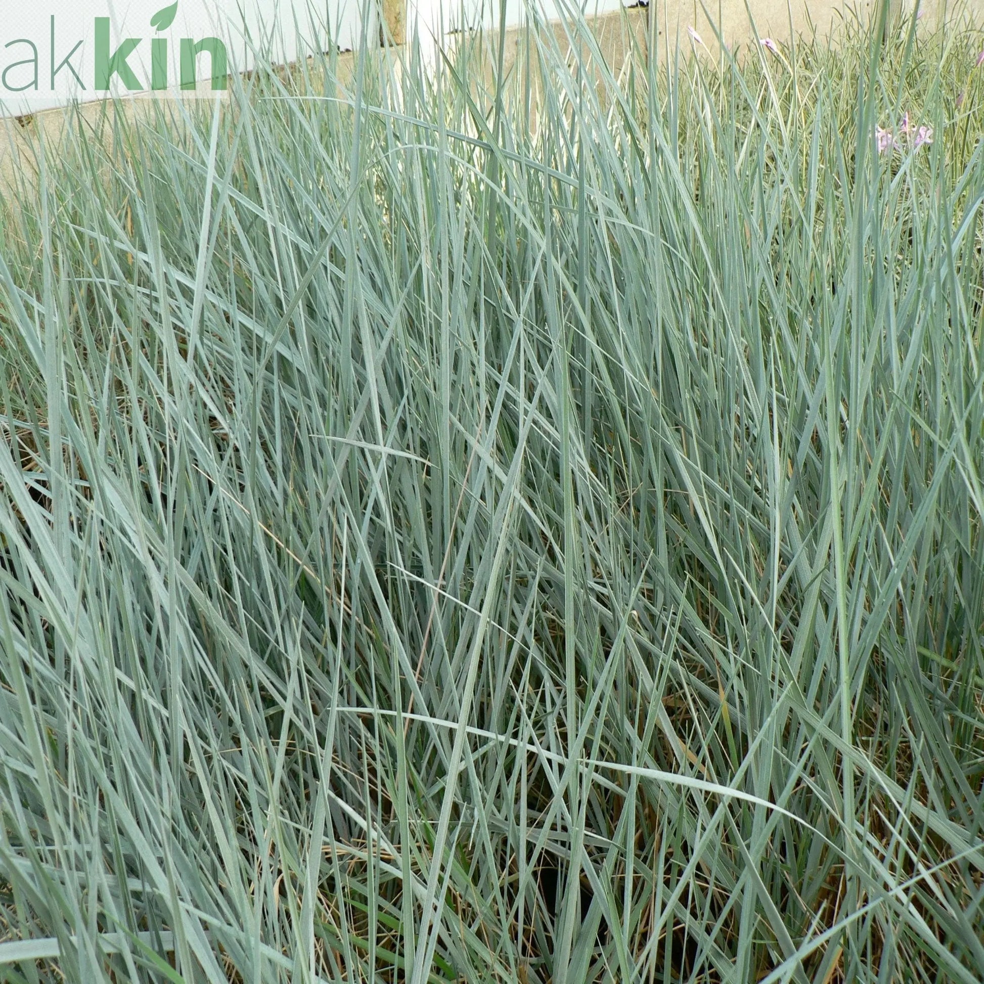 Elymus magellanicus 9cm One Click Plants