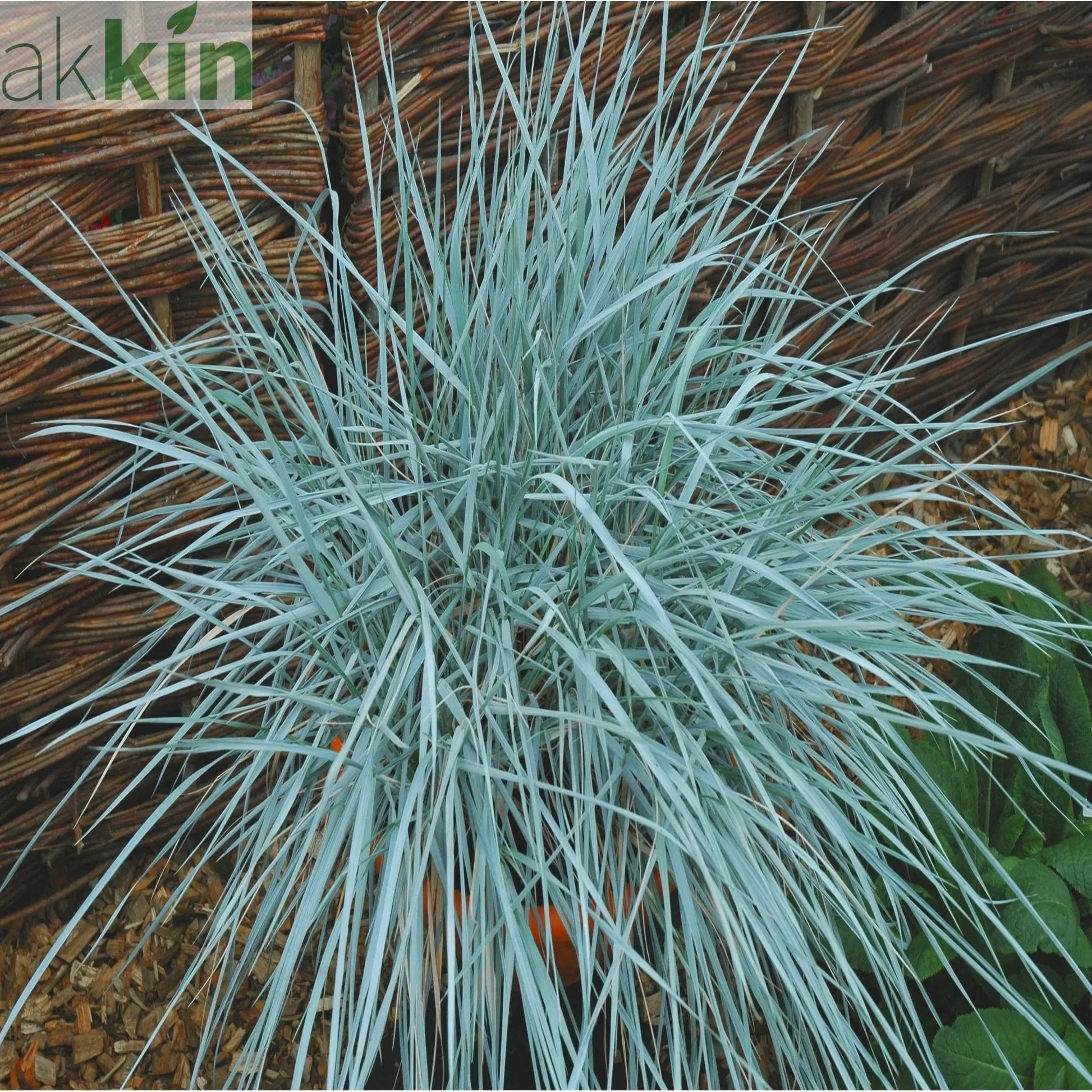 Elymus magellanicus 9cm One Click Plants