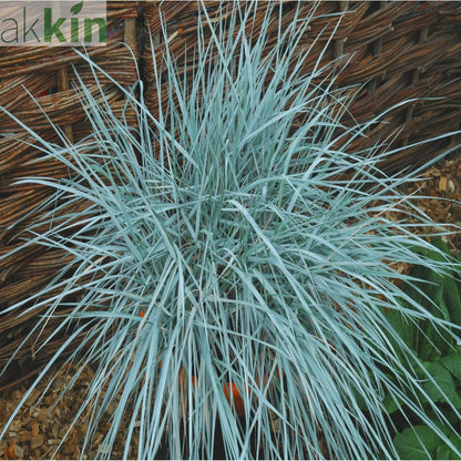 Elymus magellanicus 9cm One Click Plants