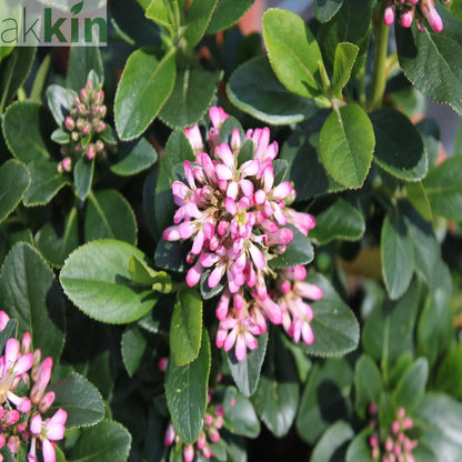 Escallonia 'Pink Elle' 9cm One Click Plants