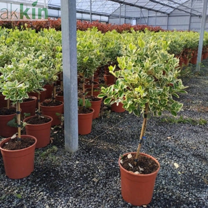Special offer: Half Standard Euonymus japonica 'Bravo' 100cm (2 for £54.99) One Click Plants