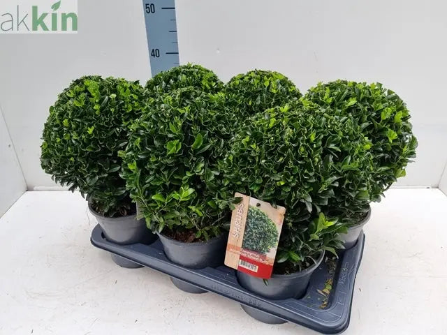 Euonymus japonicus Ball 'Green Spire' 2L One Click Plants