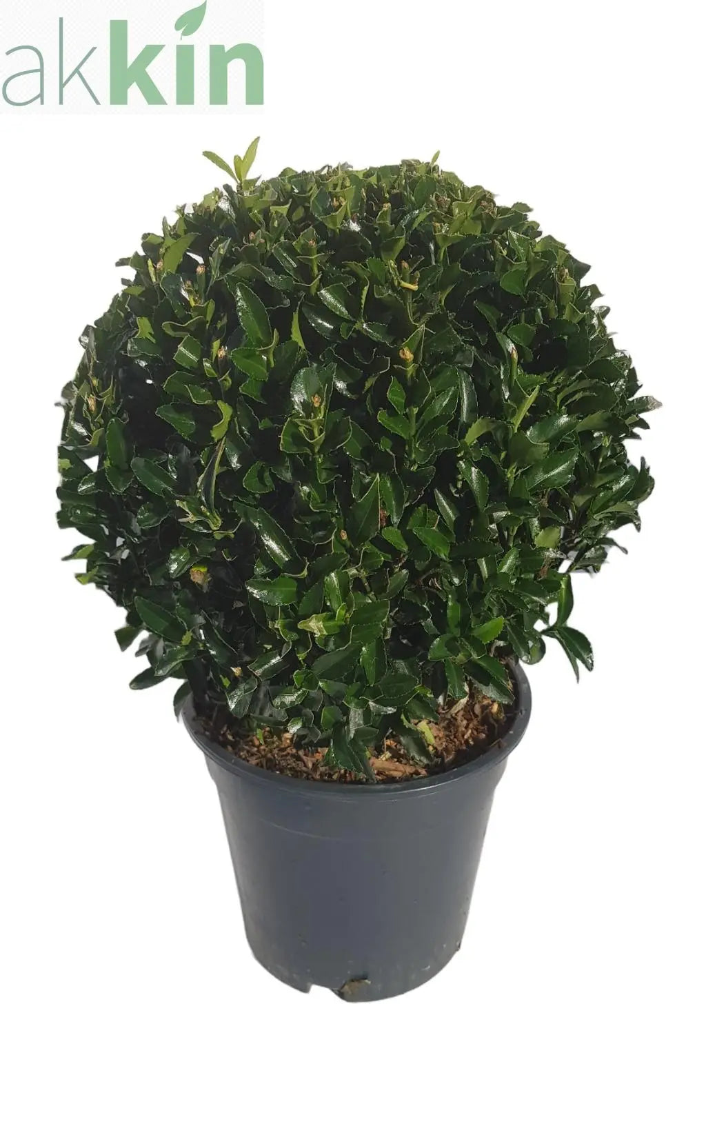 Euonymus japonicus Ball 'Green Spire' 2L One Click Plants