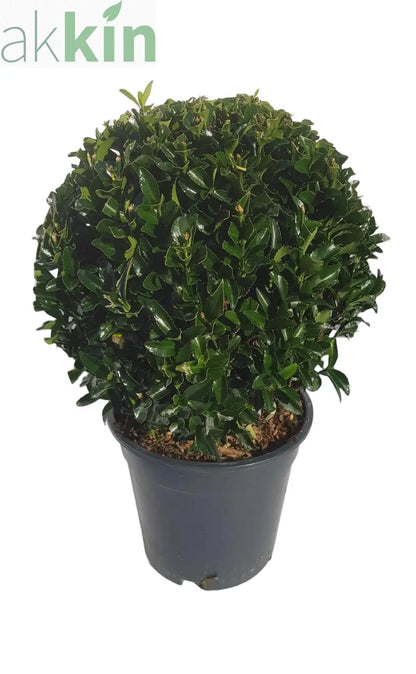 Euonymus japonicus Ball 'Green Spire' 2L One Click Plants