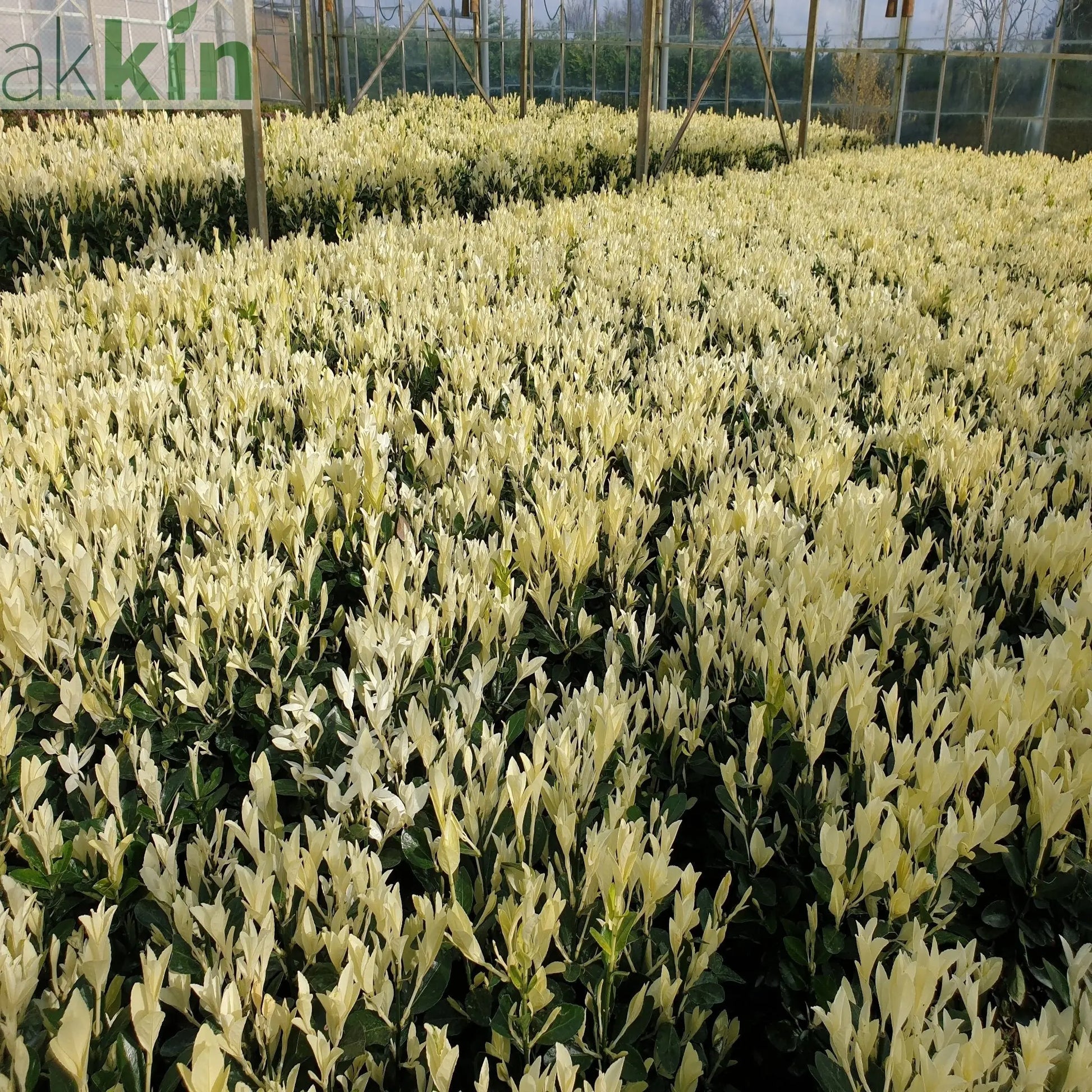 Euonymus japonica 'Himalaya' 9cm/2L/5L One Click Plants
