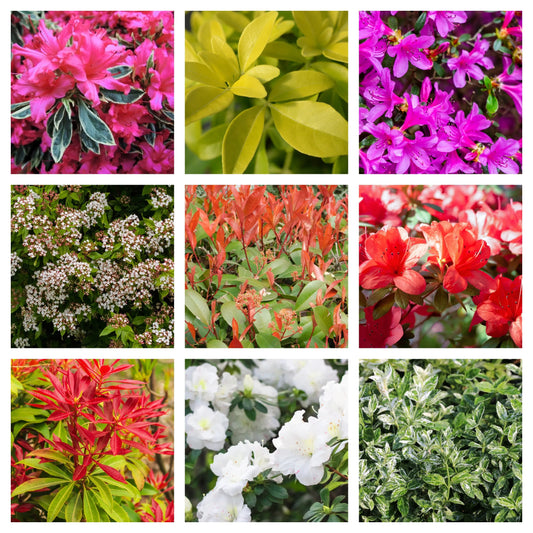 Evergreen Shrub Mix - 5 Plants in 1L Growers Pots One Click Plants
