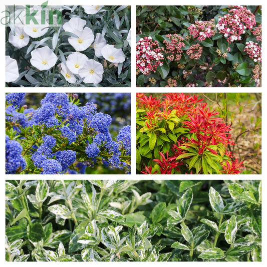 Hardy Evergreen Mixed Shrub Deal (5 x 9cm Pots) One Click Plants
