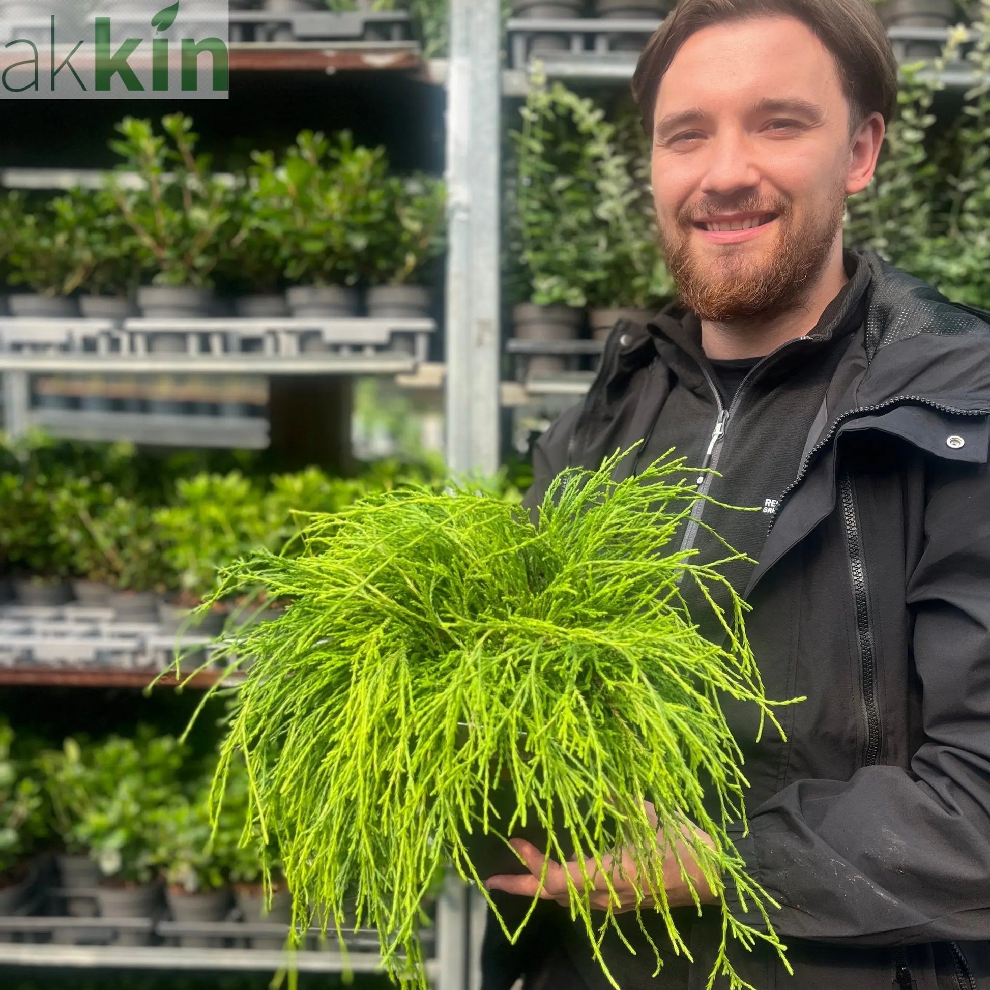 Chamaecyparis pisifera 'Sungold' 2L One Click Plants