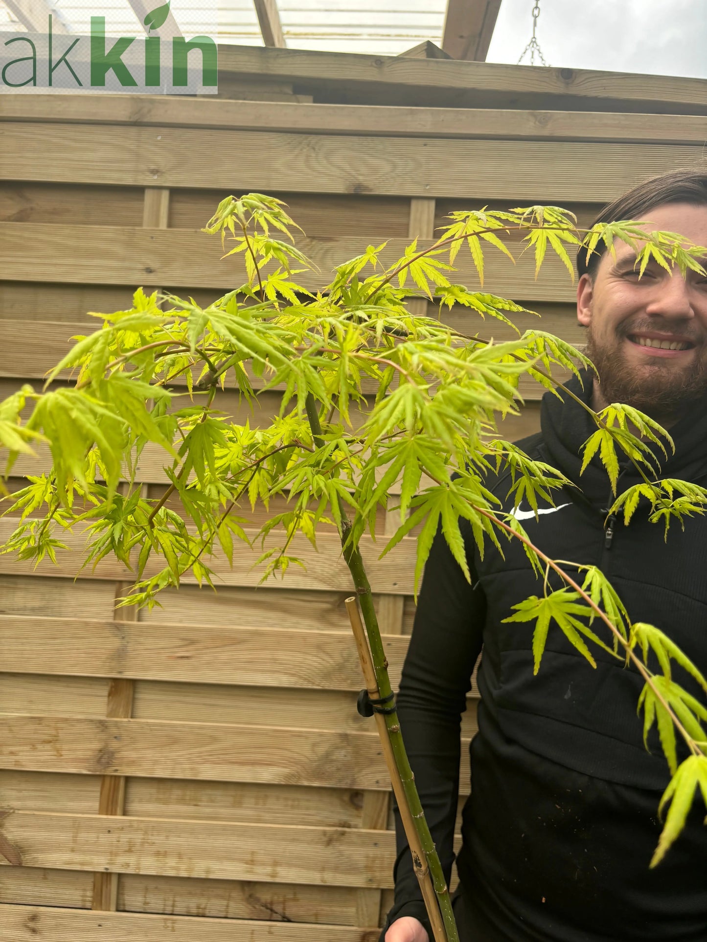 Acer palmatum 'Cascade Citrine' Standard (100cm) One Click Plants