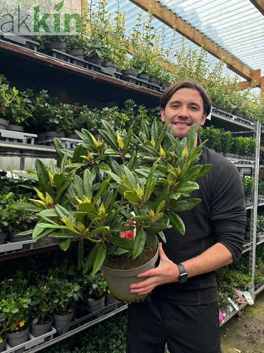 Rhododendron 'Tortoischell Orange' 5L One Click Plants
