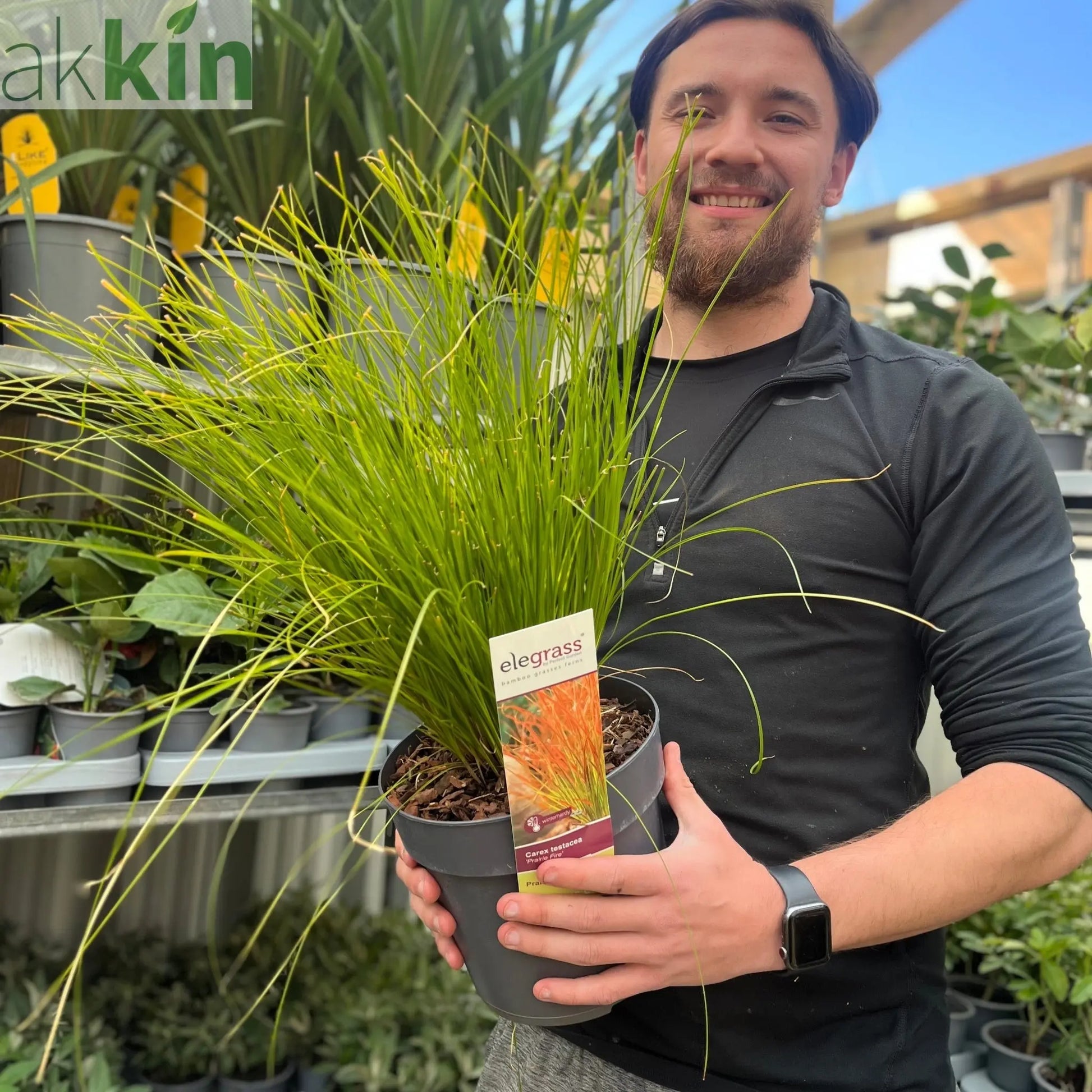 Carex testacea 'Prairie Fire' Grass 3L One Click Plants