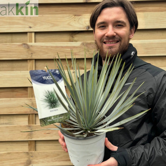 Yucca rostrata 'Blue Swan' 40-50cm 2L One Click Plants