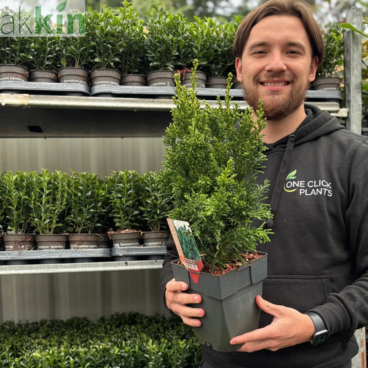 Chamaecyparis obtusa 'Draht' 2L (40-50cm inc. pot) One Click Plants