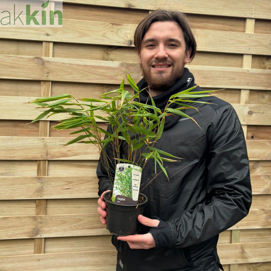 Fountain Bamboo | Fargesia Rufa 40cm One Click Plants