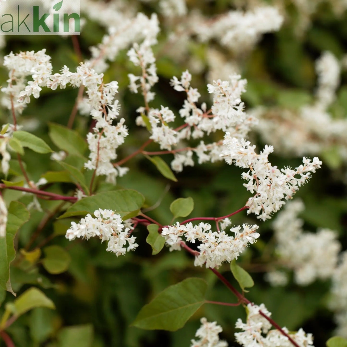 Fallopia baldschuanica  - Russian Vine One Click Plants