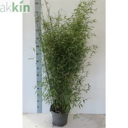 Fargesia Juizhaigou Genf 'Red Dragon Bamboo' 10L (1.5m) One Click Plants