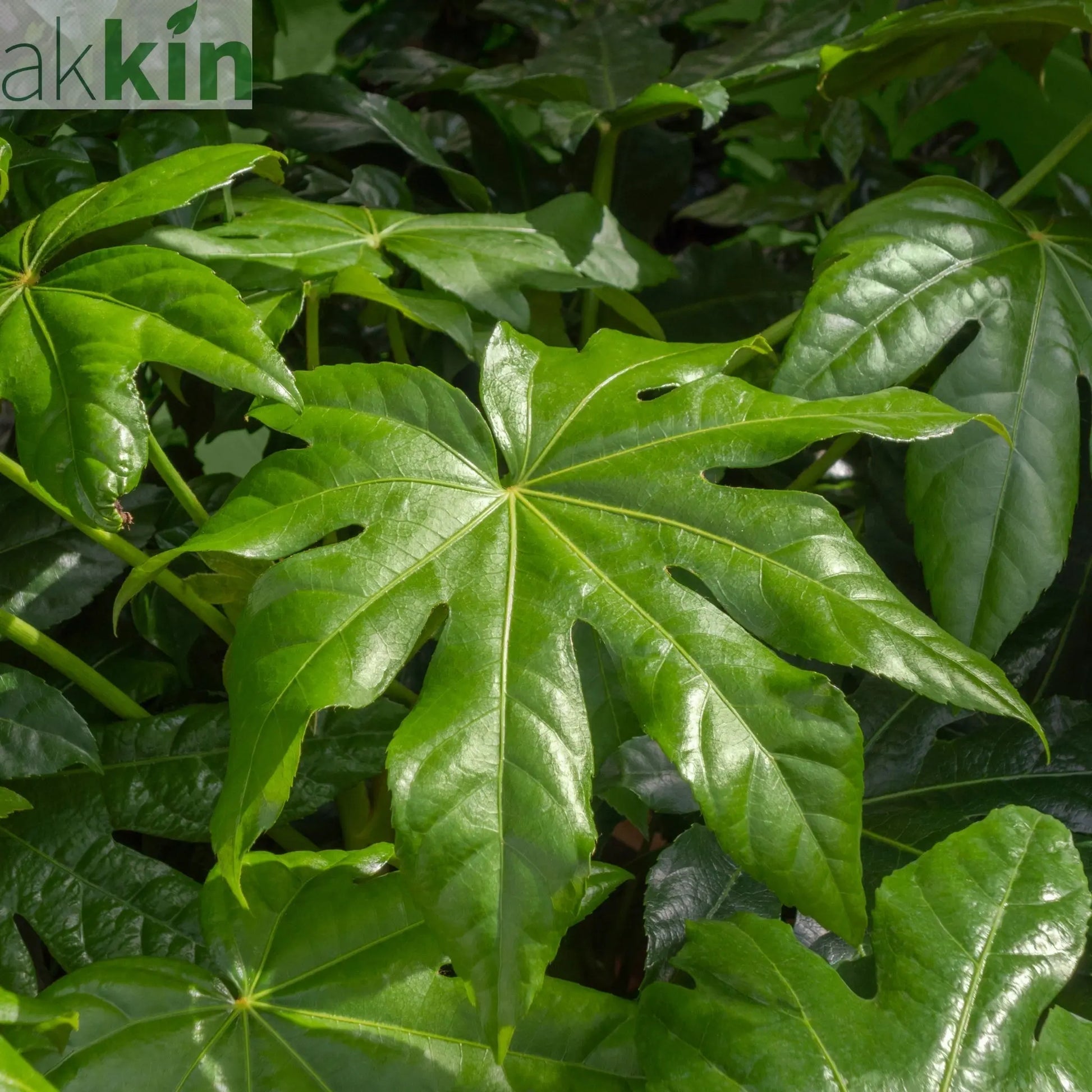 Fatsia japonica 2L (60-70cm) One Click Plants