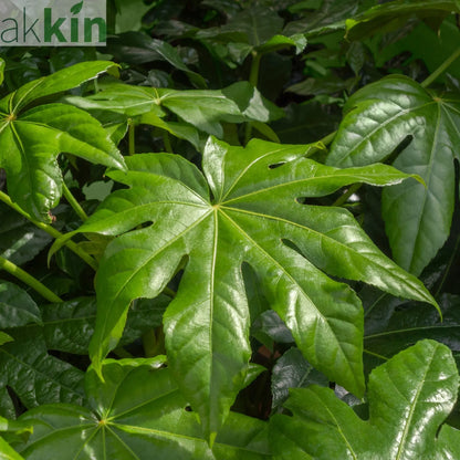 Fatsia japonica 2L (60-70cm) One Click Plants