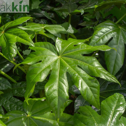 Fatsia japonica 9cm-5L One Click Plants