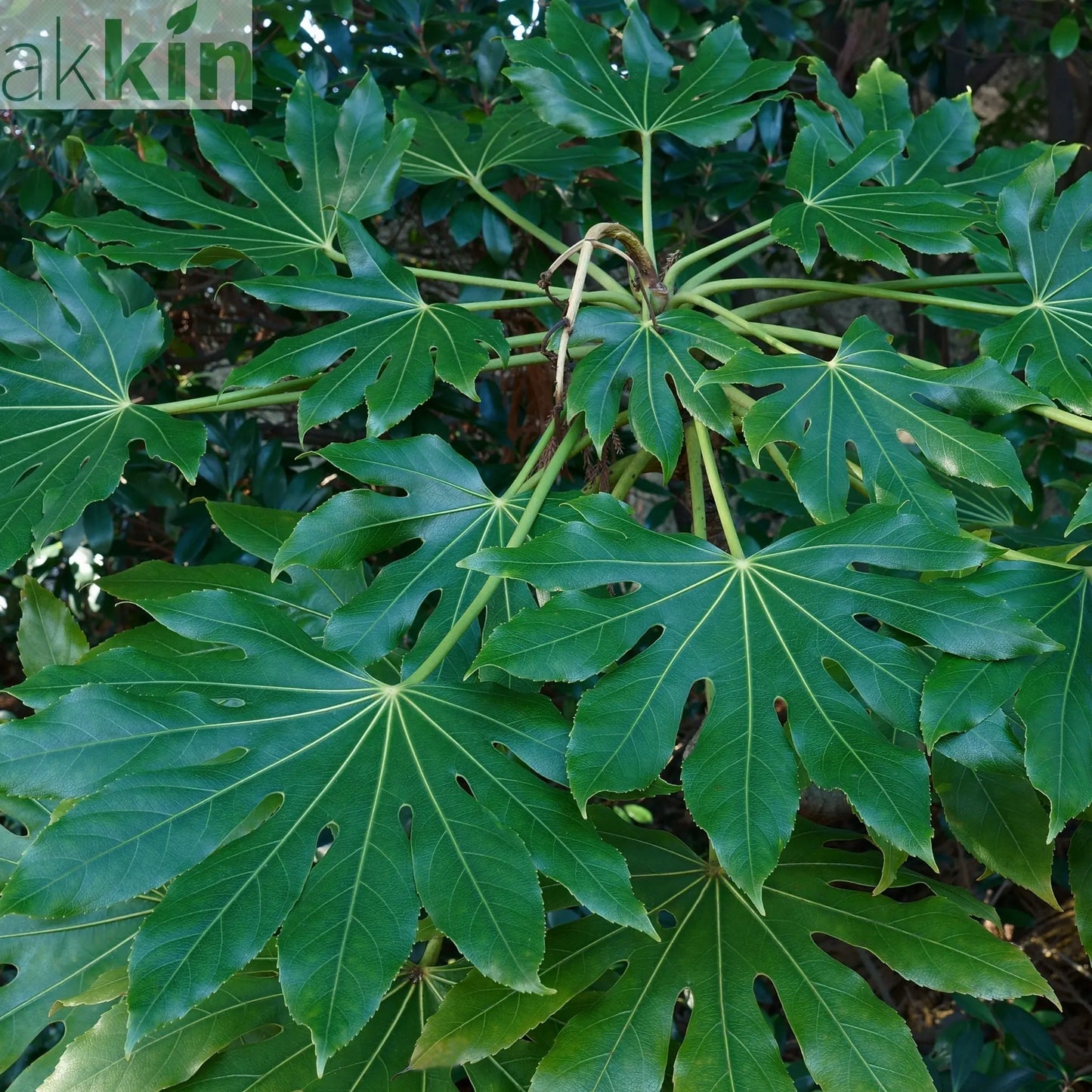 Fatsia japonica 2L (60-70cm) One Click Plants