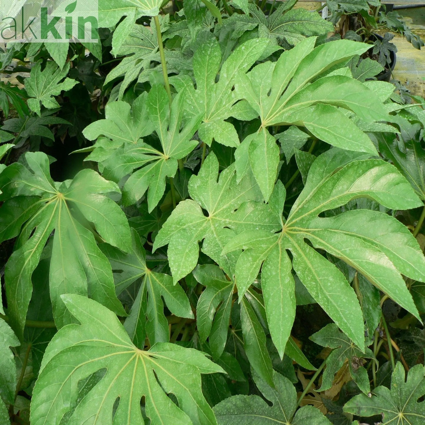 Fatsia japonica 2L (60-70cm) One Click Plants