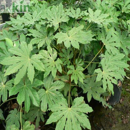 Fatsia japonica 2L (60-70cm) One Click Plants