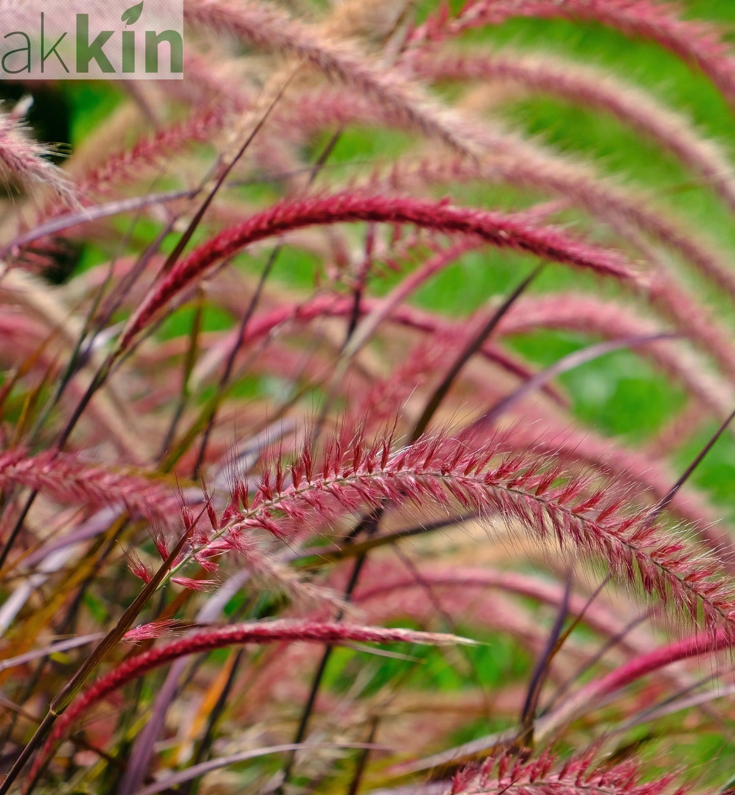 Pennisetum Fireworks Grass One Click Plants