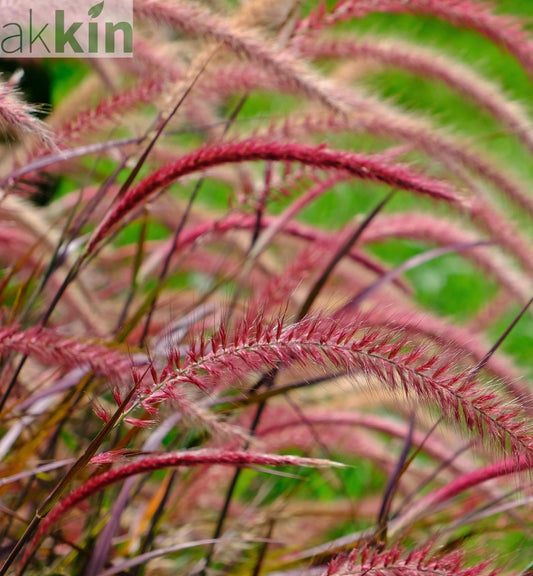 Pennisetum Fireworks Grass One Click Plants