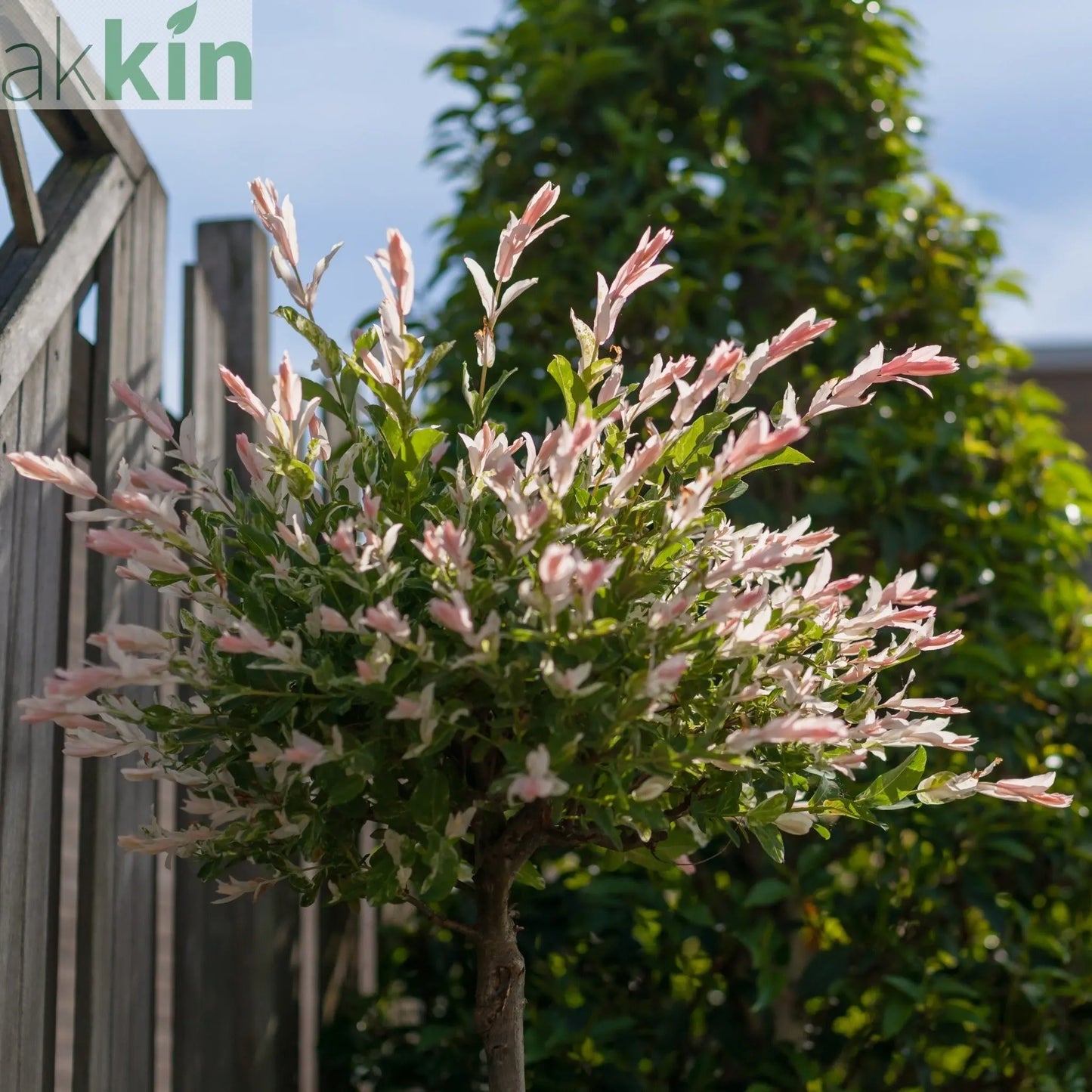 Salix intergra 'Hakuro - Nishiki'  Flamingo Dwarf Willow Tree (multiple sizes available) One Click Plants