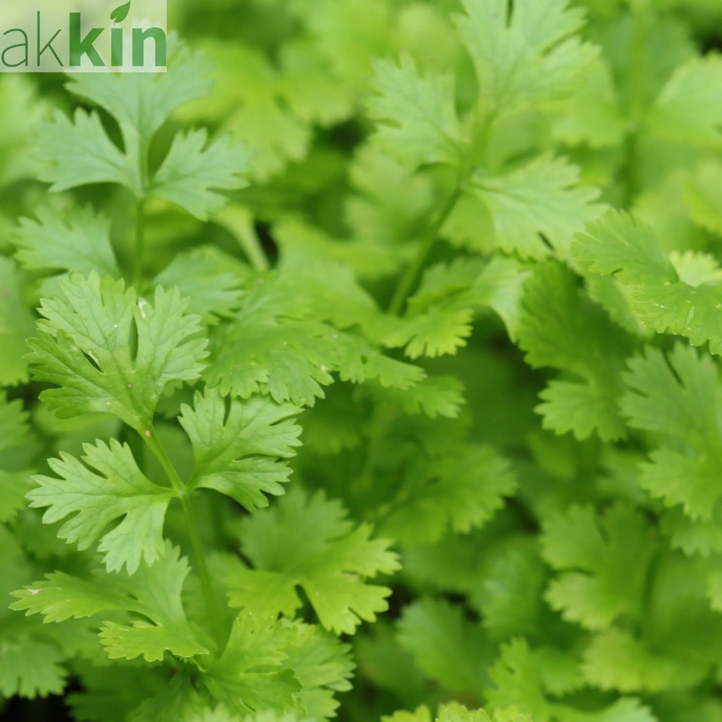 Italian Flat-Leaved Parsley (Herb) 9cm One Click Plants