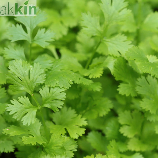 Italian Flat-Leaved Parsley (Herb) 9cm One Click Plants