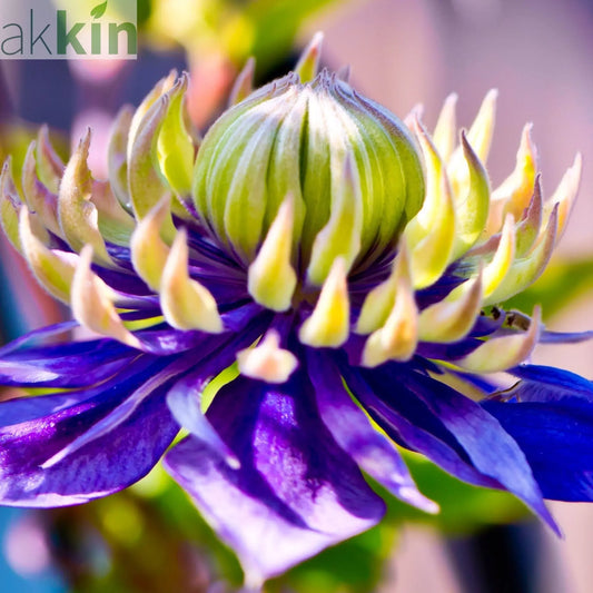 Clematis florida 'Taiga' 75-85cm One Click Plants