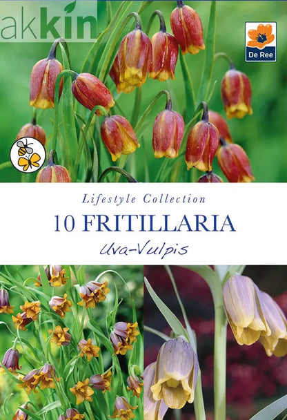 Fritillaria Uva Vulpis Bulbs (10 Bulbs) One Click Plants