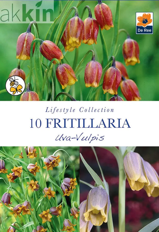 Fritillaria Uva Vulpis Bulbs (10 Bulbs) One Click Plants