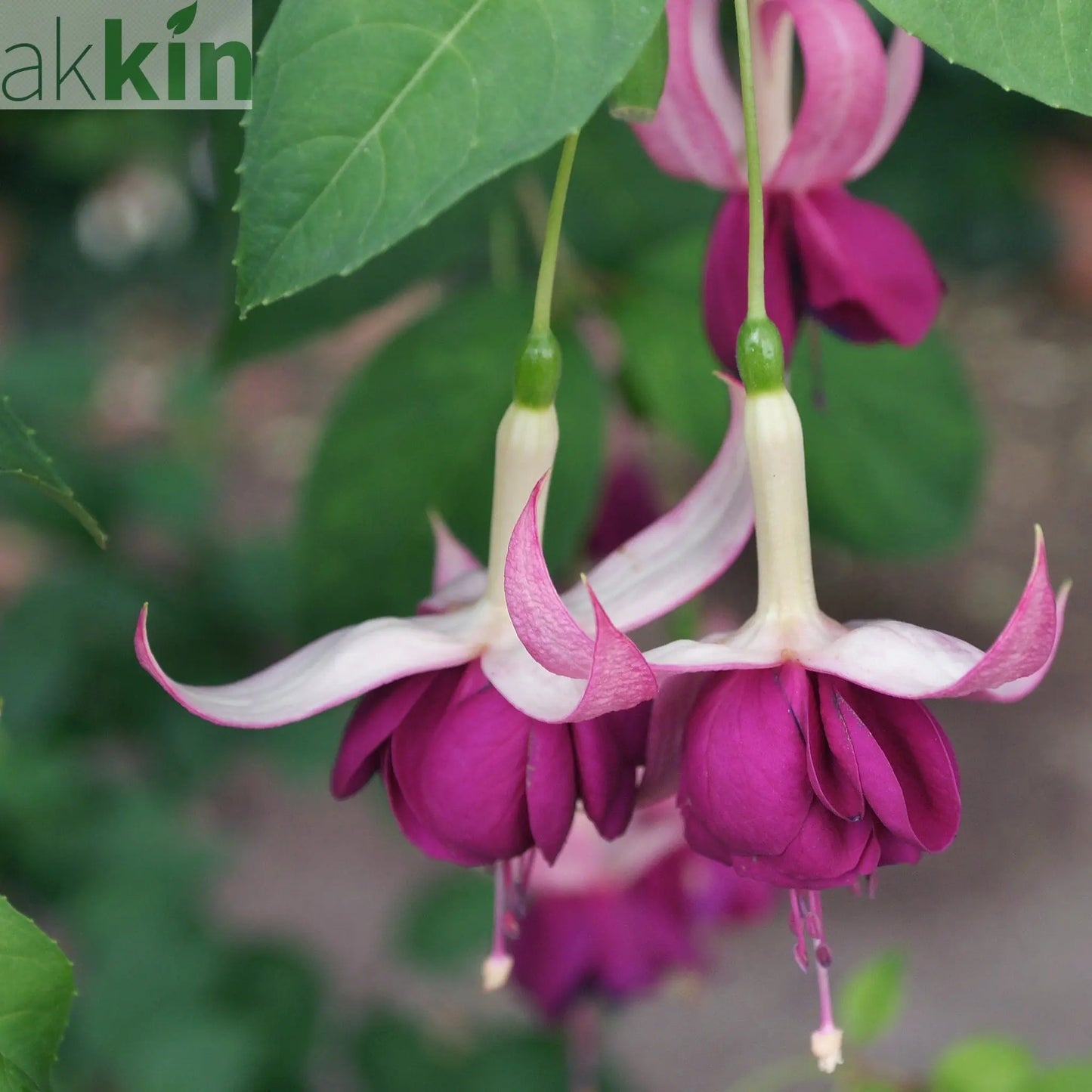 Hardy Fuchsia 'Delta's Sarah' 2L One Click Plants