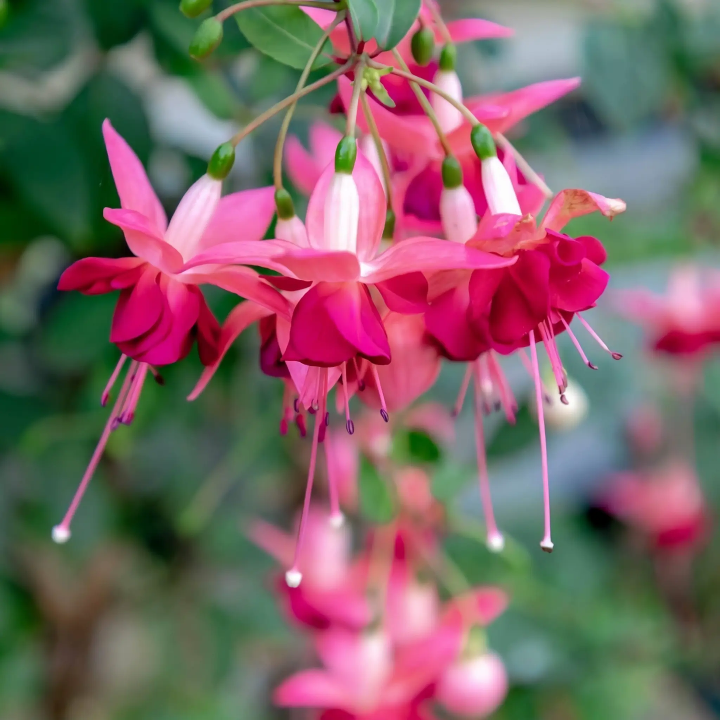 Fuchsia Paula Jane - Upright (9cm Pot) One Click Plants