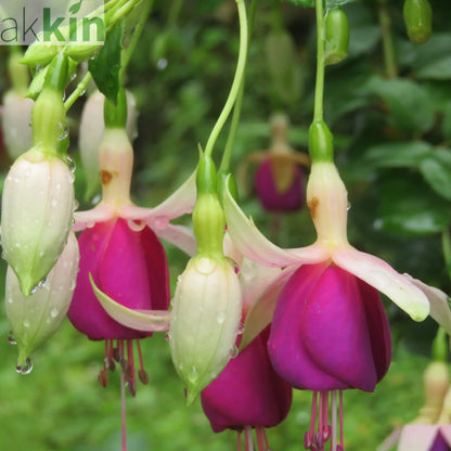 Hardy Fuchsia 'Delta's Sarah' 2L One Click Plants