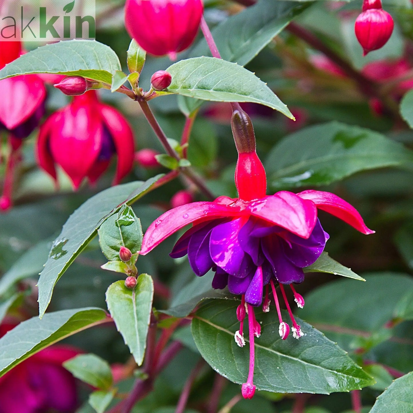 Fuchsia Dollar Princess - Upright (9cm Pot) One Click Plants