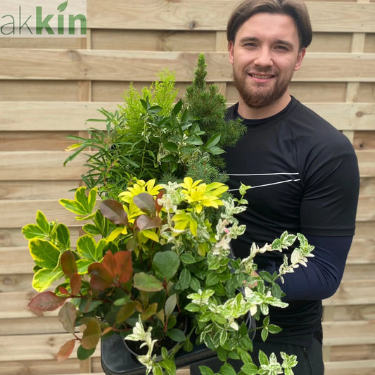 Our selection of 3 x Shrubs in 9cm - 11cm growers pots One Click Plants